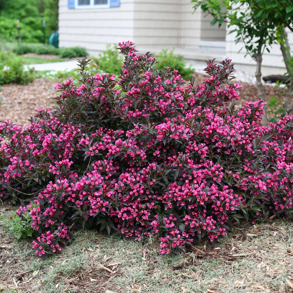 PROVEN WINNERS 2 Gal. Spilled Wine Weigela Shrub with Bright Pink Flowers and Deep Purple Foliage 14716