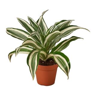 White Jewel (Dracaena) Plant in 4 in. Grower Pot 4_DRACAENA_WHITE.JEWEL