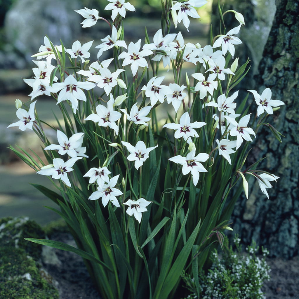 Van Zyverden Gladiolus Acidanthera Set of 25 Bulbs Multi-Color Part Sun