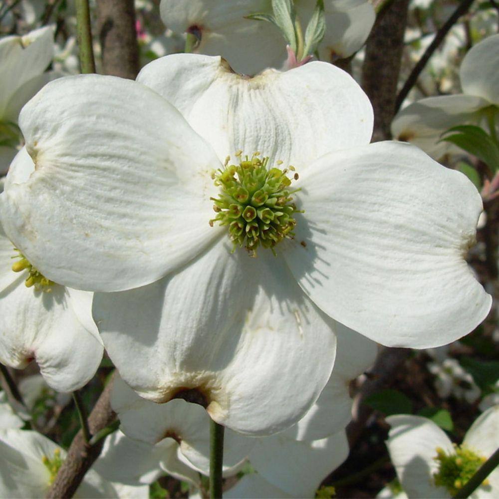 7 Gal. Cloud 9 Dogwood Flowering Deciduous Tree with White Flowers DOGCLO07G