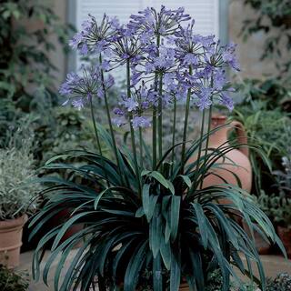 VAN ZYVERDEN Agapanthus Blue Roots (Set of 3) 83821