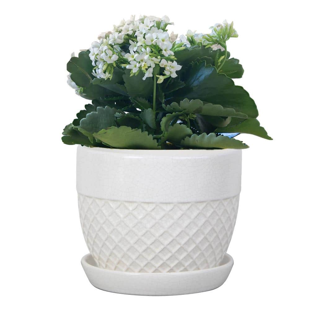 Trendspot 6 in. White Acorn Ceramic Planter CR10732S-060W2