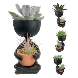 Wekiva Foliage Zen Harmony Planter - Live Plants in a Decorative Pot - Cactus Succulent Air Plant - A Symbol of Serenity and Beauty ZenHarmonyPlanter