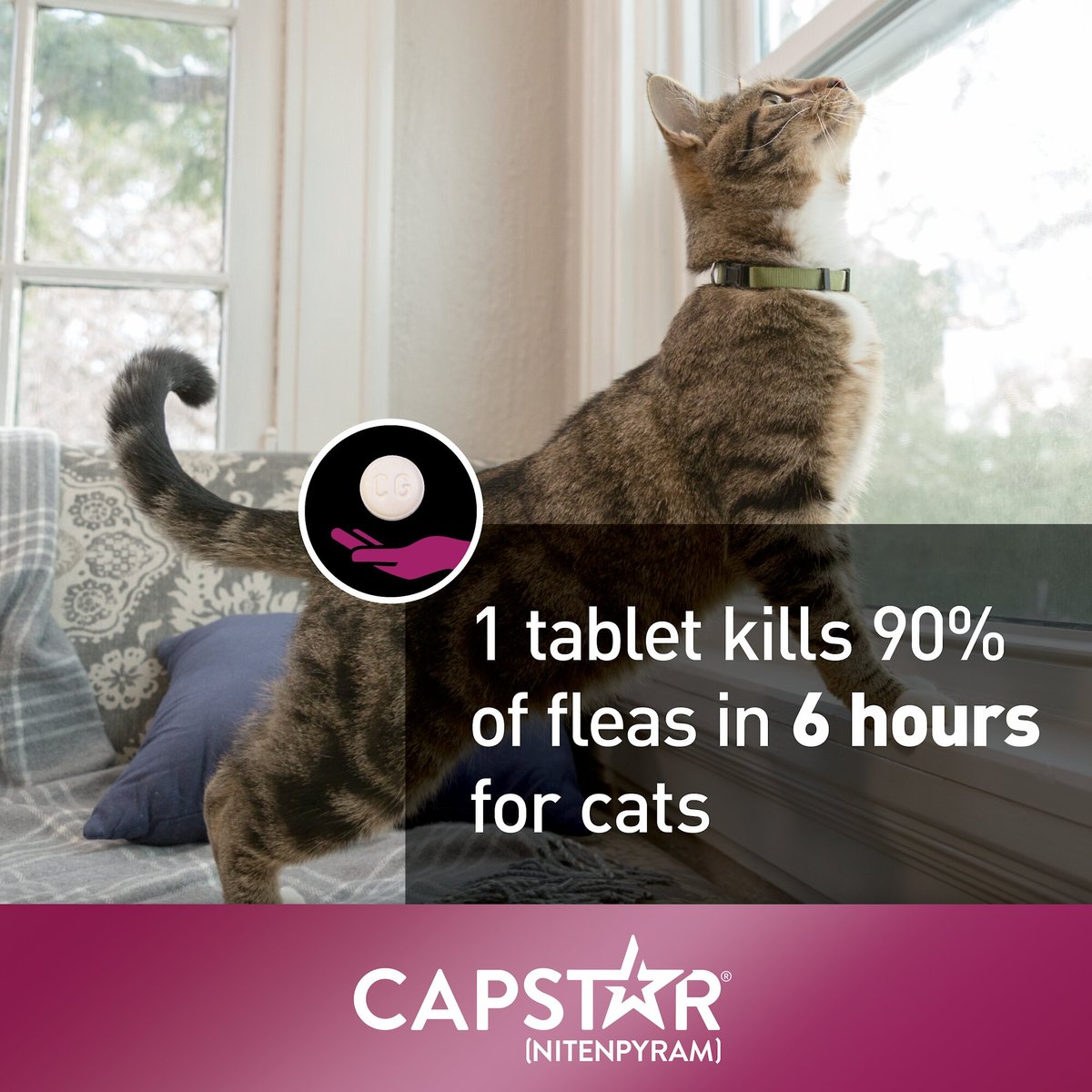 Capstar Flea Oral Treatment for Cats， 2-25 lbs