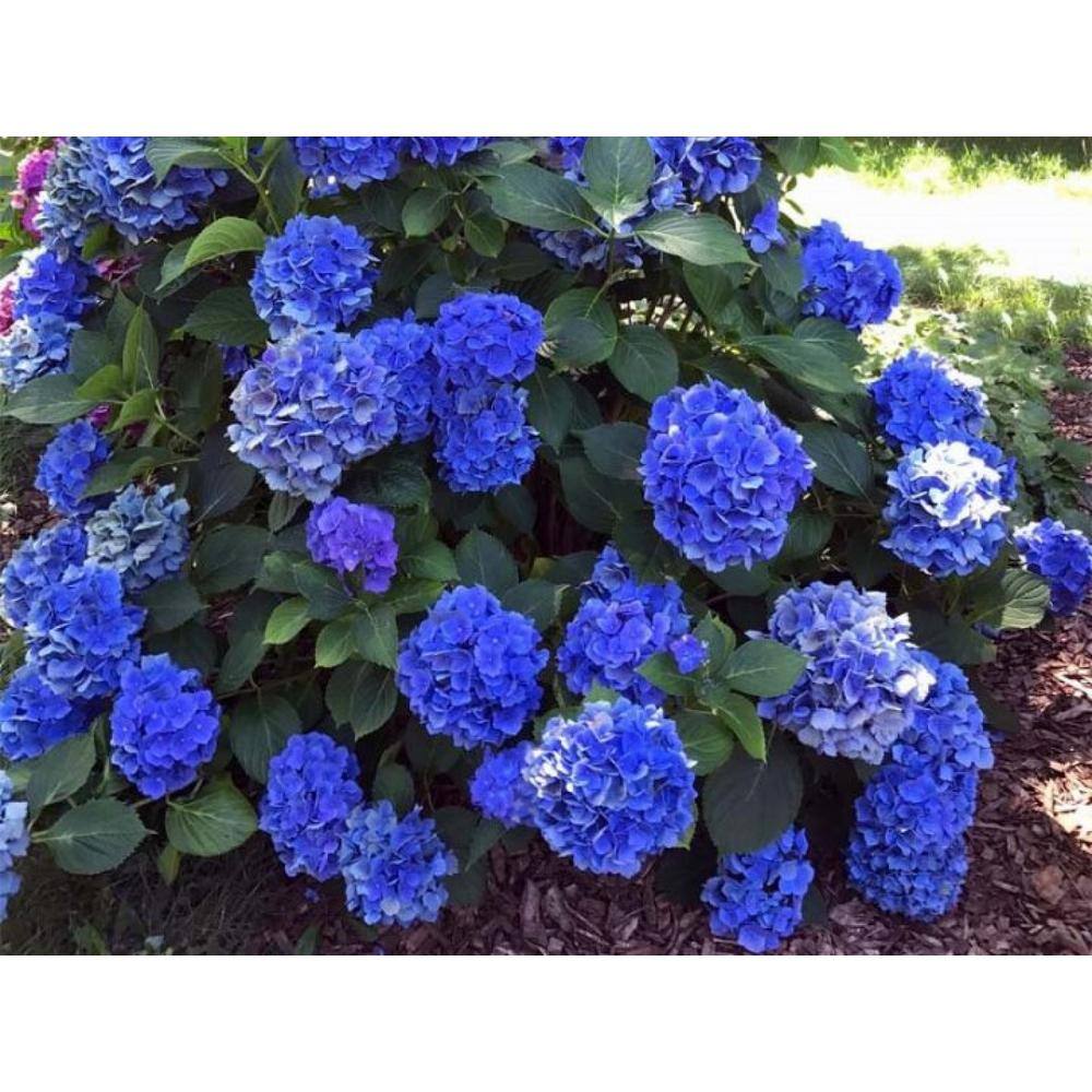 BELL NURSERY 3 Gal. Mathilda Gutges Bigleaf Hydrangea (Hydrangea macrophylla) Live Flowering Shrub Deep Pink or Violet-Blue Flowers HYDGA3MMG1PK