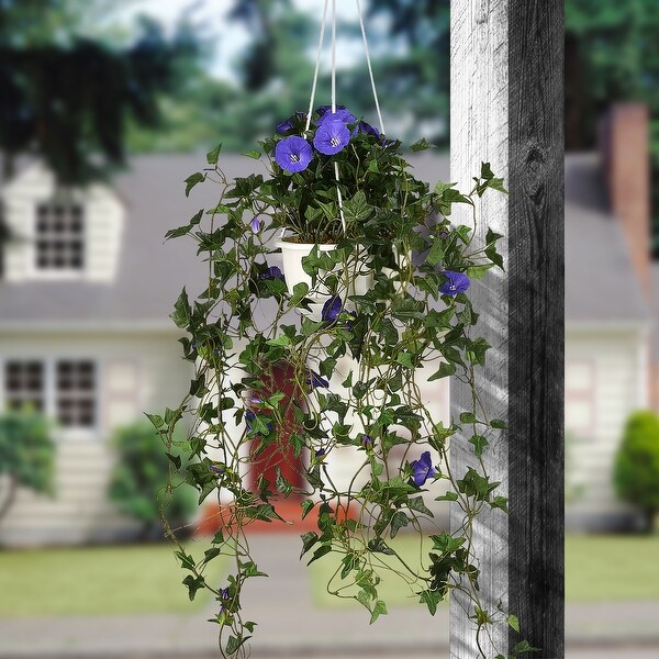 44 Hanging Morning Glory Plant by National Tree Company