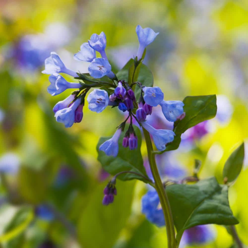 VAN ZYVERDEN Woodland Plant Virginia Blue Bells Roots (Set of 3) 11300