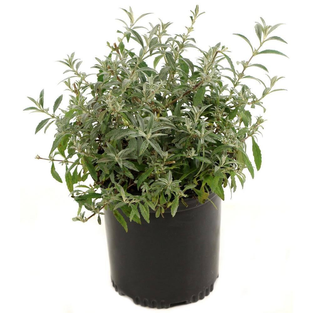 national PLANT NETWORK 2.5 qt. Buddleia Royal Red Flowering Shrub with Red Flowers HD1097