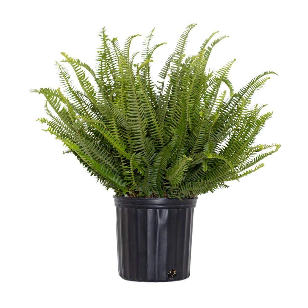 United Nursery Kimberly Queen Fern Plant in 9.25 inch Grower Pot 20286