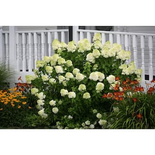 PROVEN WINNERS 3 Gal. Limelight Hardy Hydrangea (Paniculata) Live Shrub Green to Pink Flowers 11188