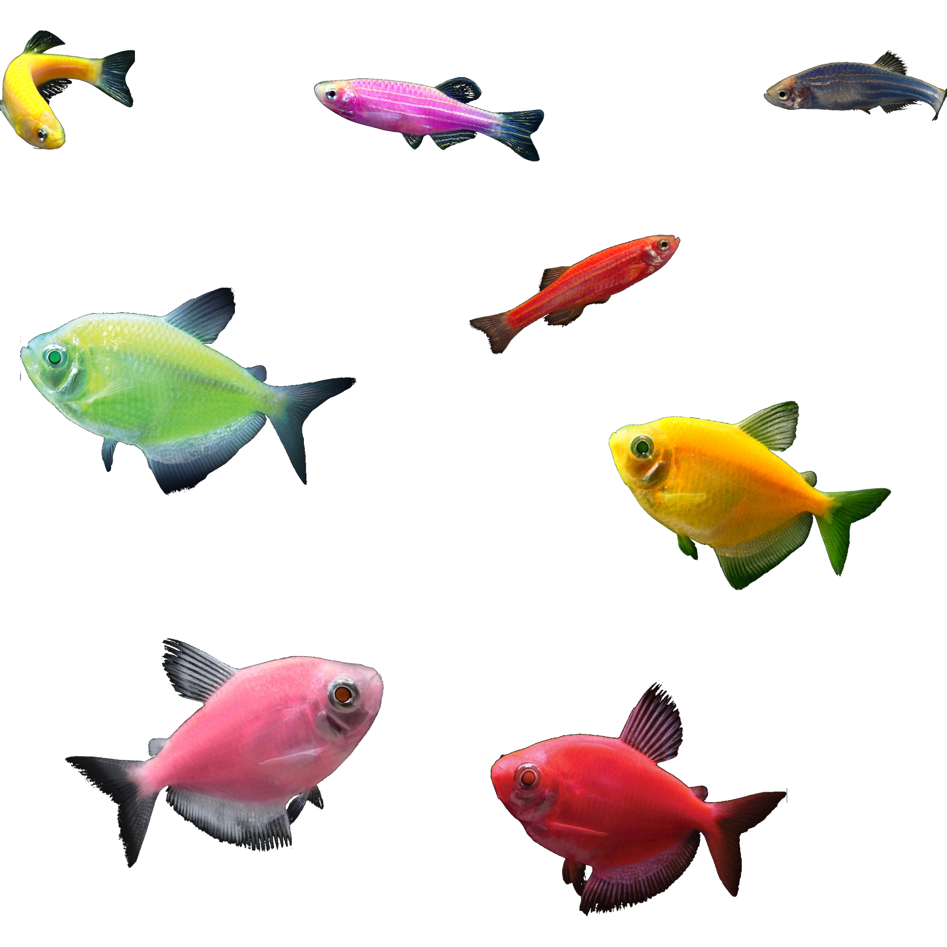 GloFish®10G Community Tetra-Danio 8ct Live Fish Assortment