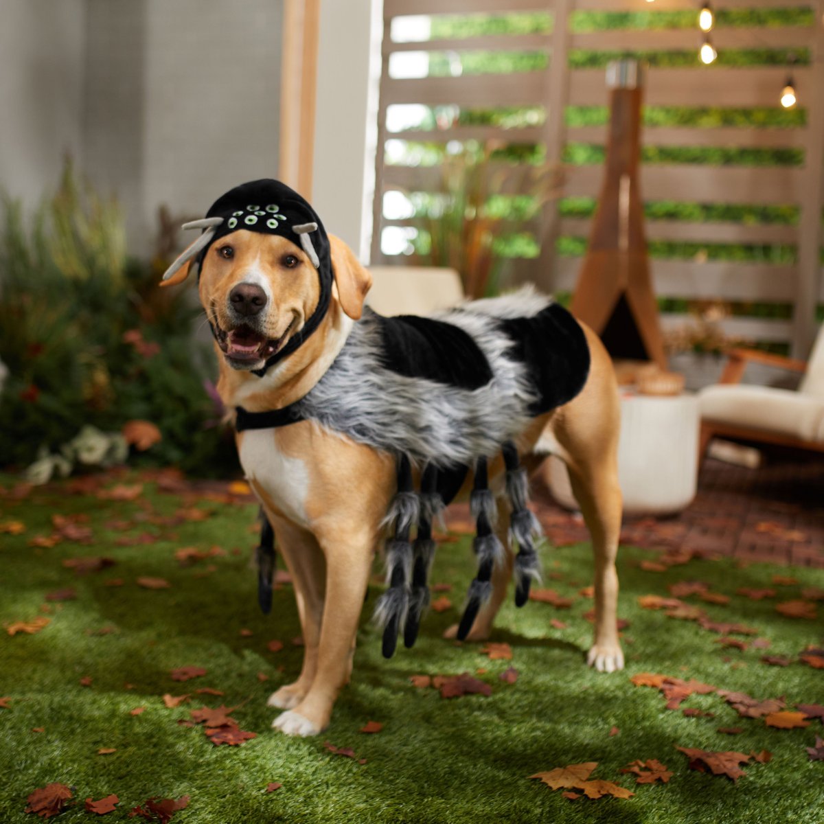 Frisco Spider Dog and Cat Costume