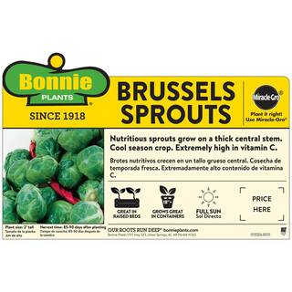 Bonnie Plants 1.19 qt. Brussels Sprouts Plant (6-Pack) 0060