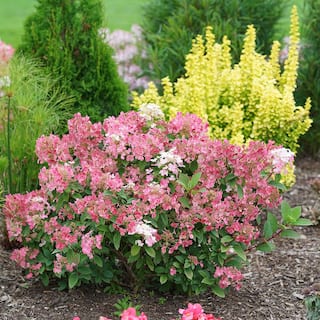 PROVEN WINNERS 2 Gal. Little Quick Fire Hydrangea Shrub with White to Pink-Red Blooms 14054