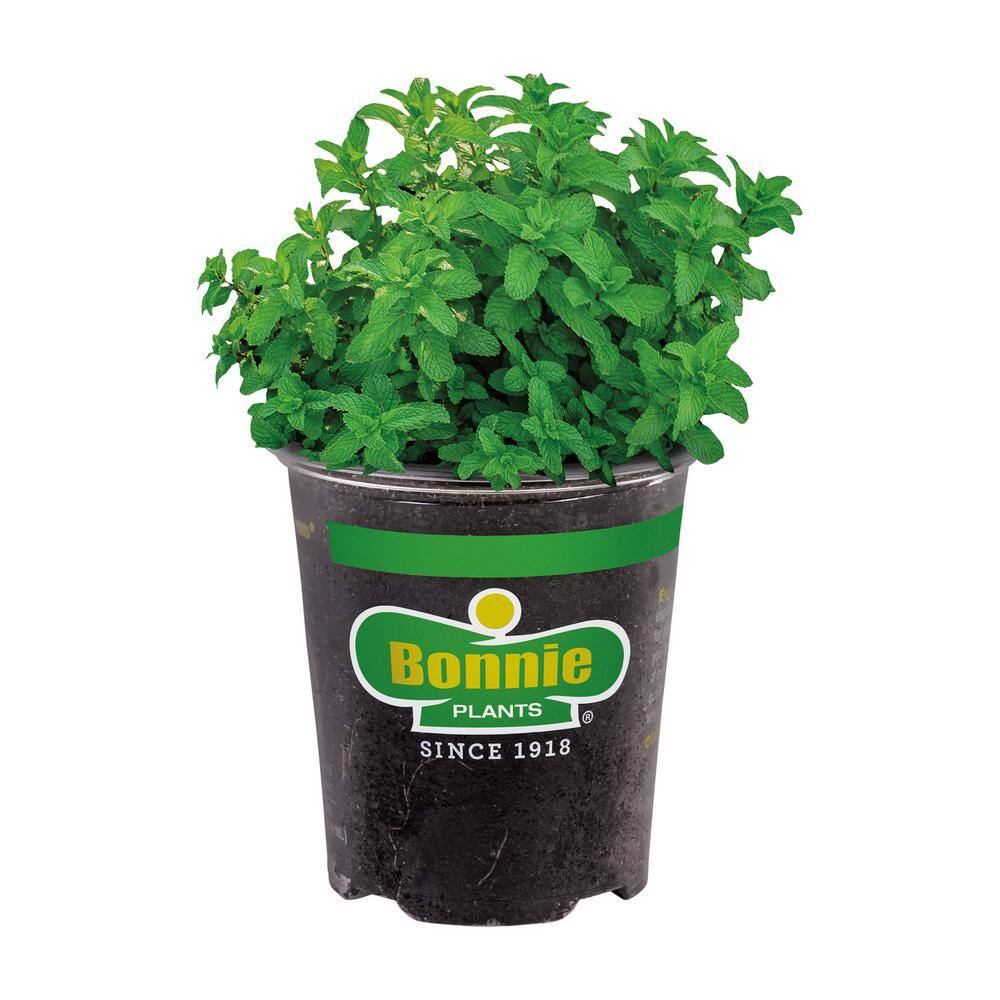 Bonnie Plants 19 oz. Lemon Balm Herb Plant 1003800487