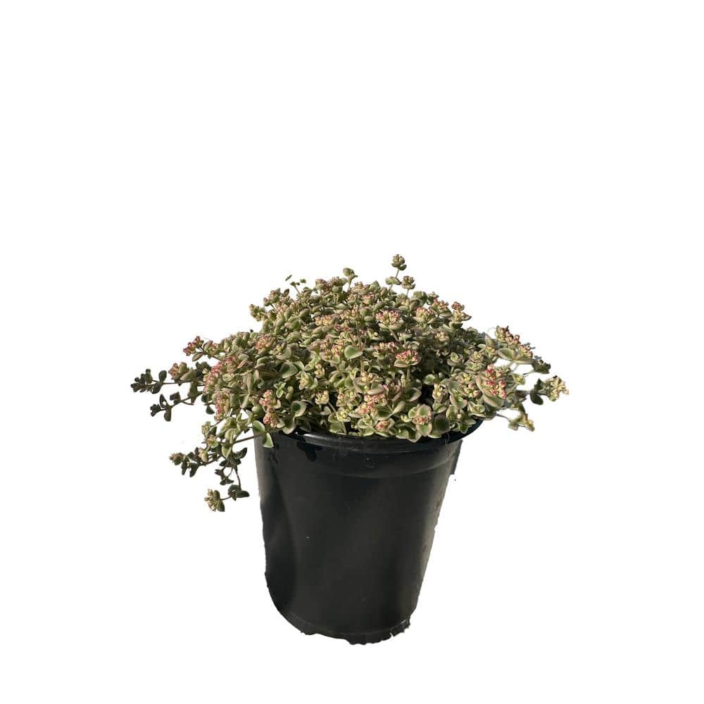 Cesicia 5-Piece Non-Fragrant Live Variegated Sedum Little Missy Planter Pet-Safe RichM814Cacti20