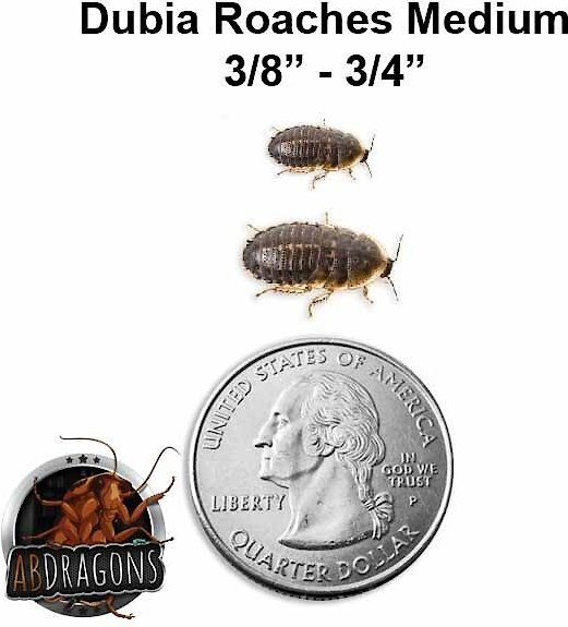 ABDragons Medium Dubia Roaches Small Pet and Reptile Food