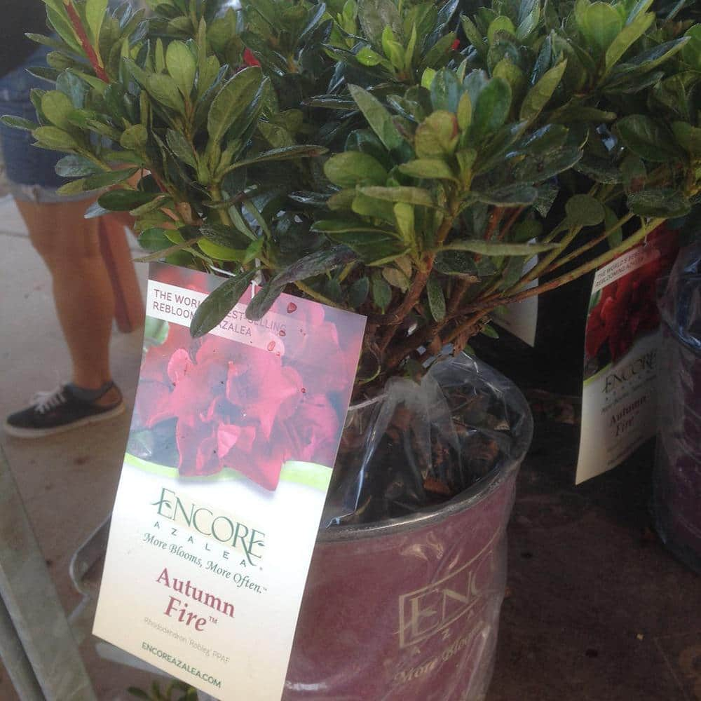 ENCORE AZALEA 1 Gal. Autumn Fire Shrub with True Red Reblooming Flowers 80541