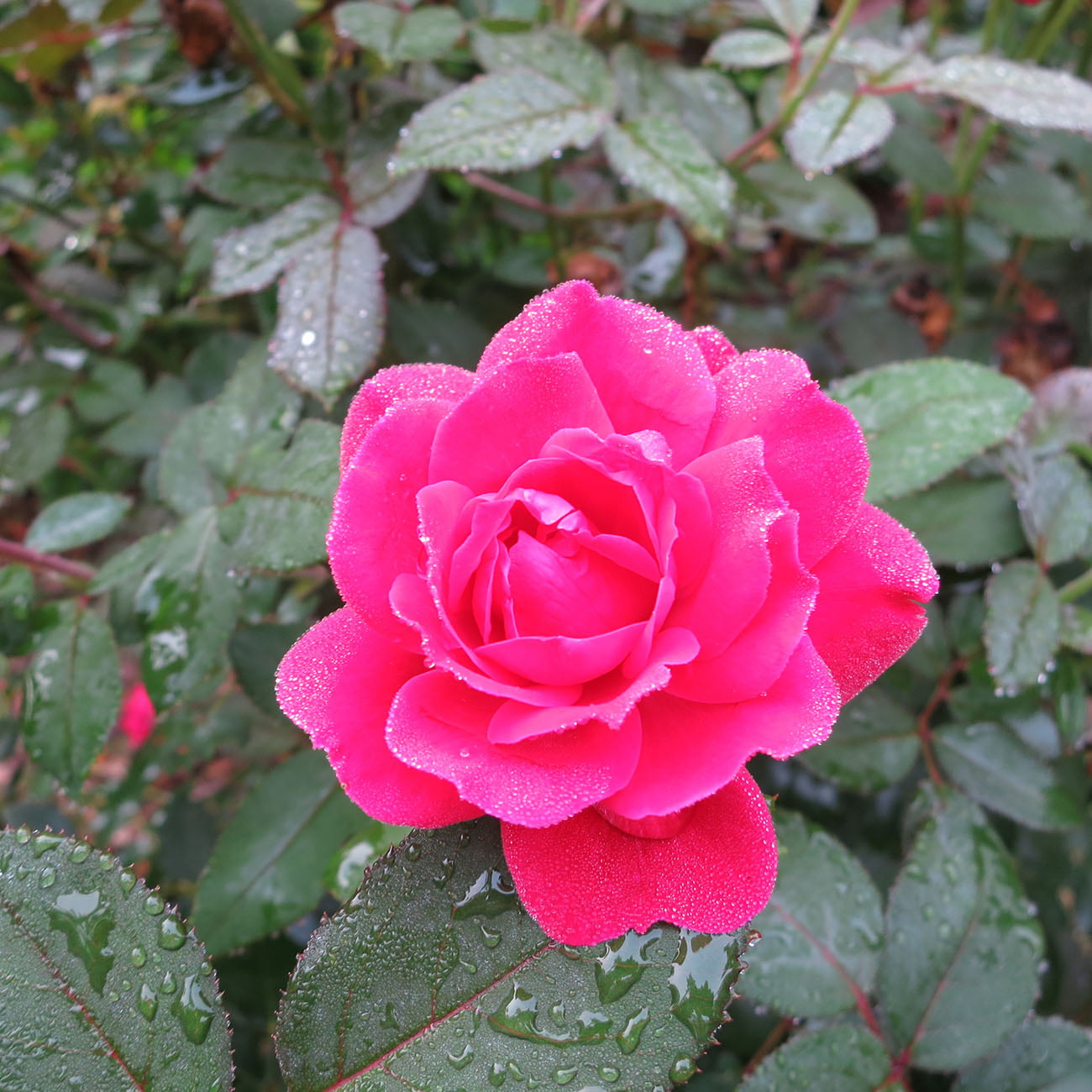 1 Gal. Double Red Knock Out Rose Bush - Reblooming Disease Resistant Landscape Shrub