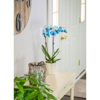 Just Add Ice Blue 5 in. Watercolor Orchid Plant in Ceramic Pot (2-Stems) 298012