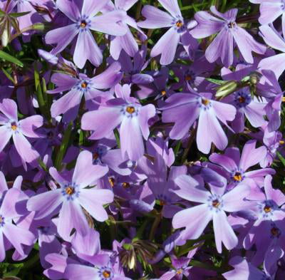 Classy Groundcovers - Phlox subulata 'Purple Beauty'  {25 Pots - 3 1/2 inch Square}