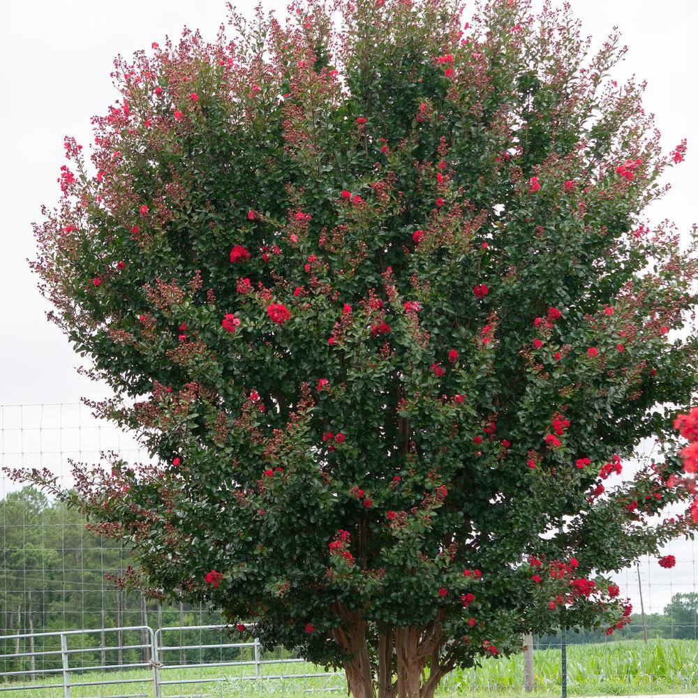 FIRST EDITIONS 2 Gal. Ruffled Red Magic Crape Myrtle Flowering Shrub with Red Flowers 14104