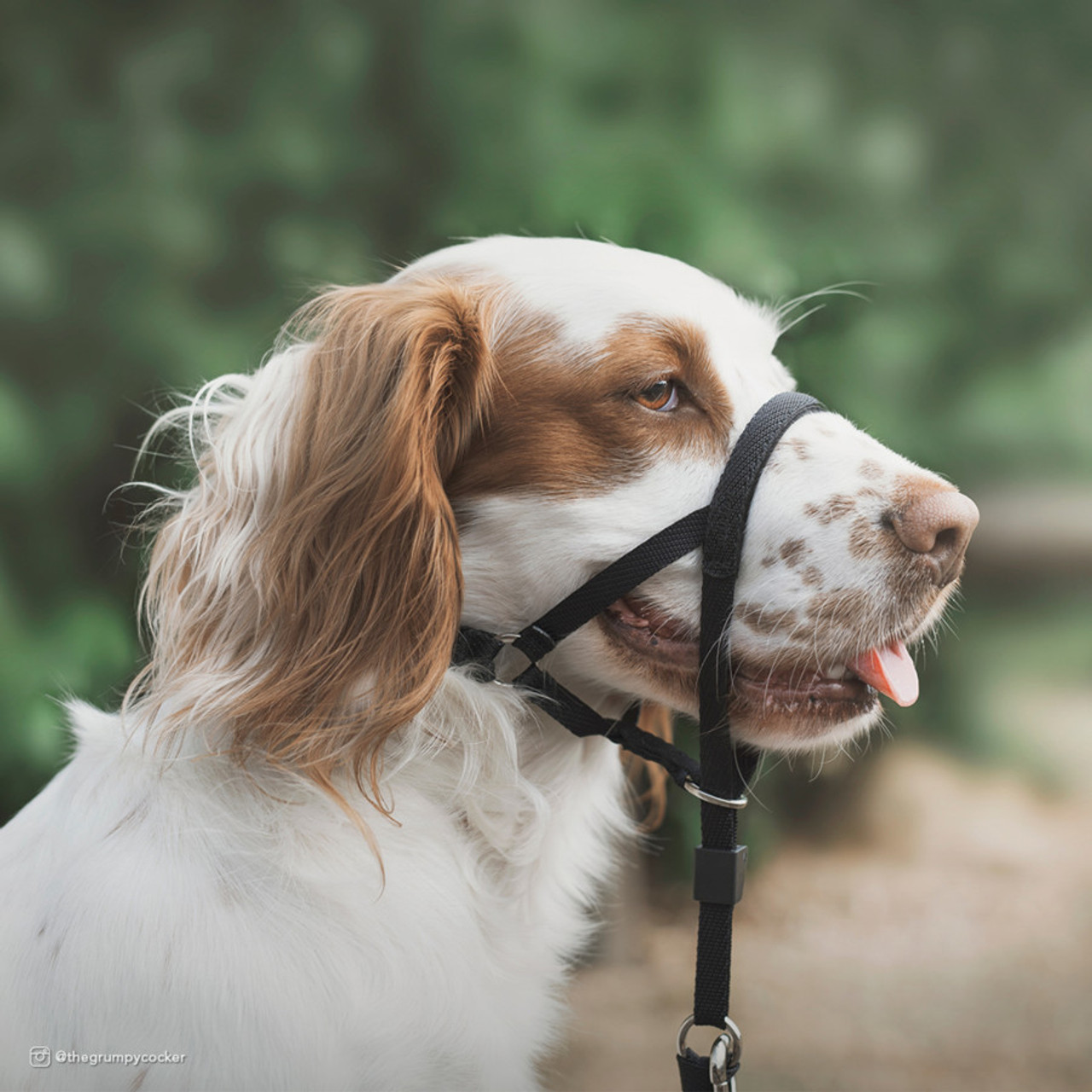 Coastal Walk 'n Train Dog Head Halter