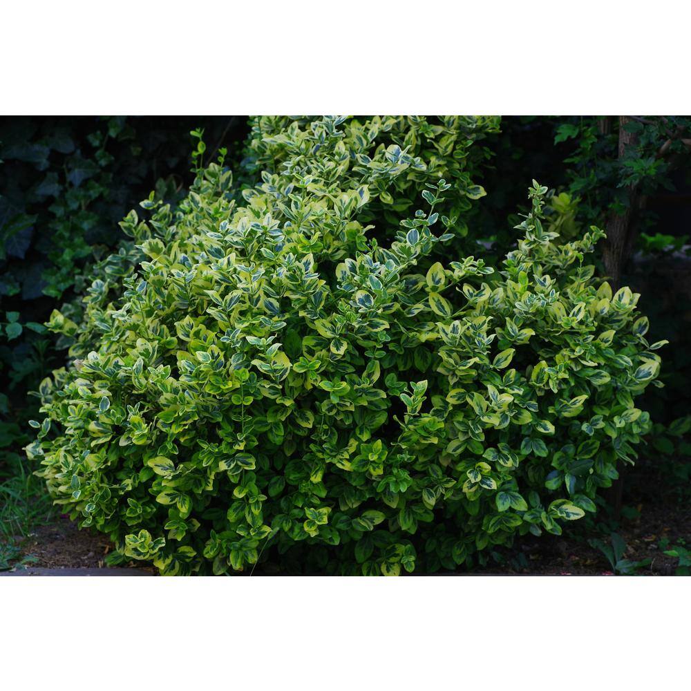 Online Orchards 1 Gal. Evergreen Wintercreeper Euonymus Shrub Evergreen Glossy and Lustrous Leaves also Drought and Cold Tolerant SBEU002