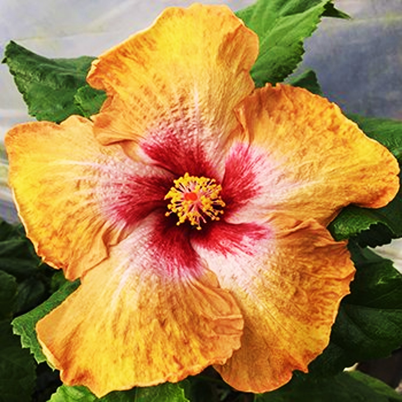 Exotic Hibiscus 'Moon Over Maui' Rose of Sharon (Hibiscus) Flower Shrub， Blue Flowers Hardy Korean Rose of Sharon Starter 25+ Seeds pack