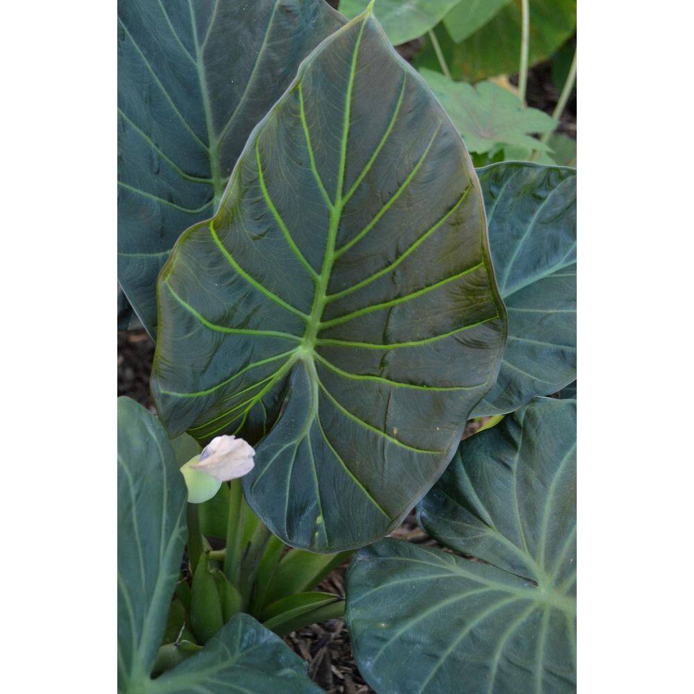 Wekiva Foliage Regal Shield Elephant Ear Alocasia - Live Plant in a 10 in. Pot - Alocasia 'Regal Shield' - Florist Quality E0-FJ2S-4925