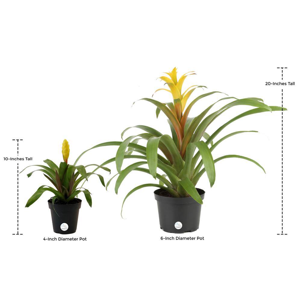 Costa Farms Grower's Choice Bromeliad Indoor Plant in 4 in. White Pot Avg. Shipping Height 1-2 ft. Tall CO.BRO4.3.WHT.G