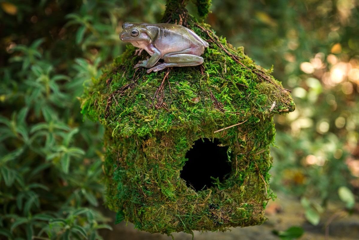 Galapagos Shack Deco Birdhouse， Fresh Green