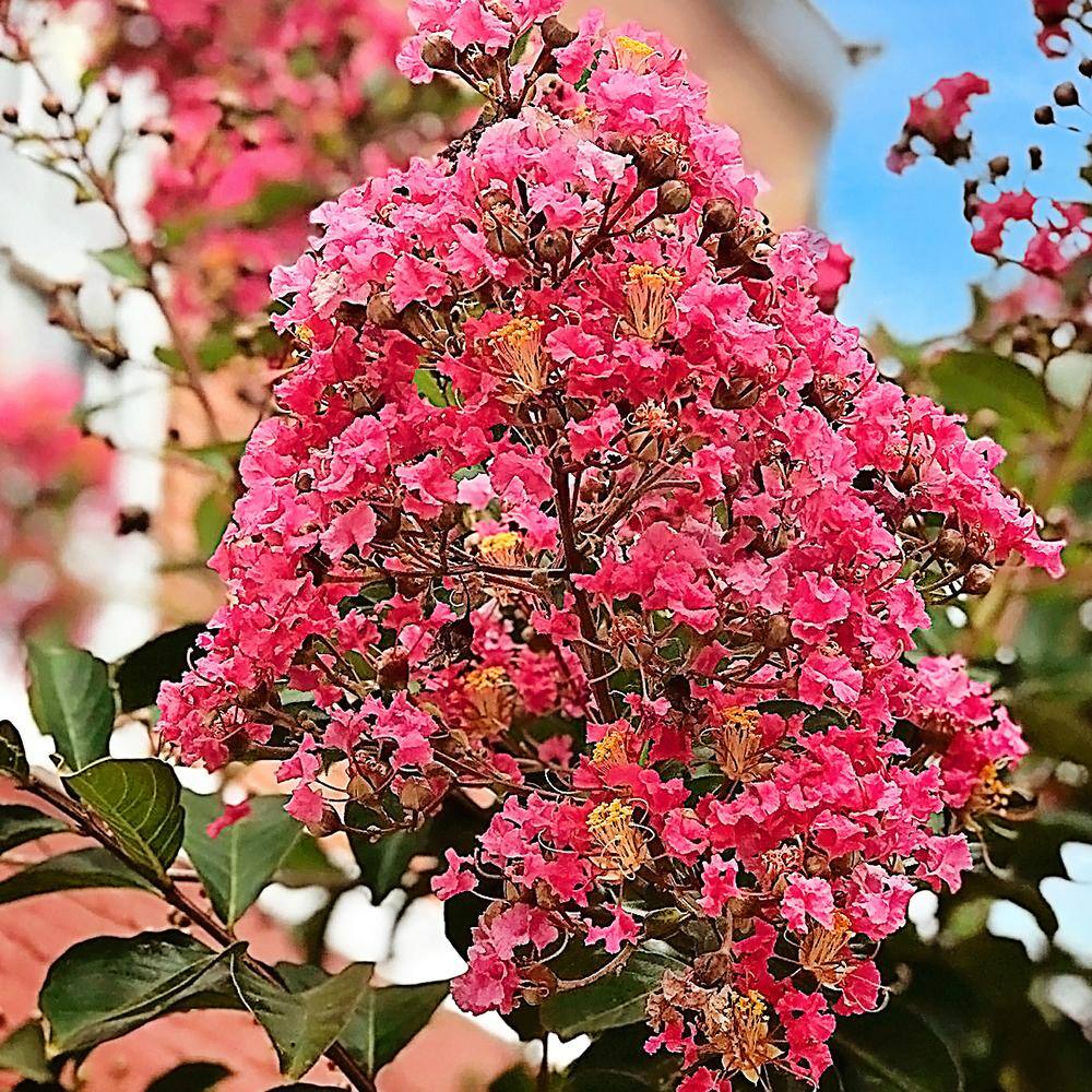 3 Gal. Pink Flowering Miami Crape Myrtle Tree CRMMIA03G