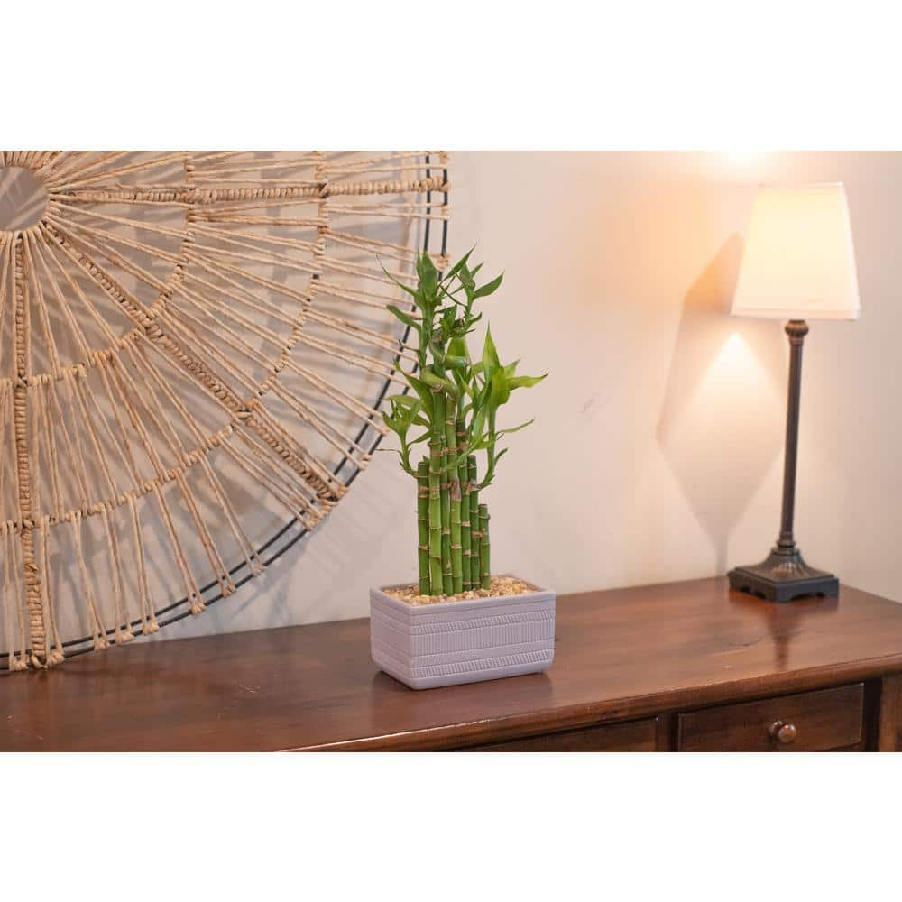 Costa Farms Grower's Choice Braided Lucky Bamboo Indoor Plant in 5.5 in. White Sqaure Ceramic Pot， Avg. Shipping Height 7 in. Tall BAMWVBRGALIWHSQ