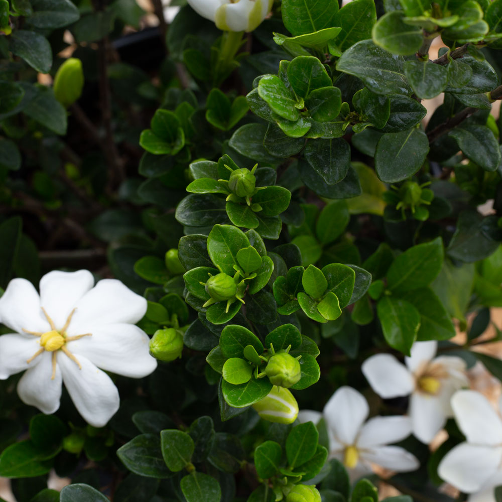 Hardy Daisy Gardenia (2.5 Gallon) Evergreen Shrub with White Fragrant Blooms - Full Sun Live Outdoor Plant