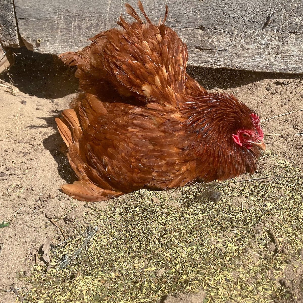 Pampered Chicken Mama PestBGone and MitesBGone Poultry Coop Herbs