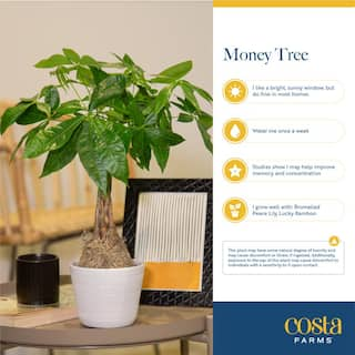 Costa Farms Pachira Braid Indoor Money Tree Plant in 10 in. Paradise Planter Avg. Shipping Height 3-4 ft. Tall CO.3.PCH10.PARWHT