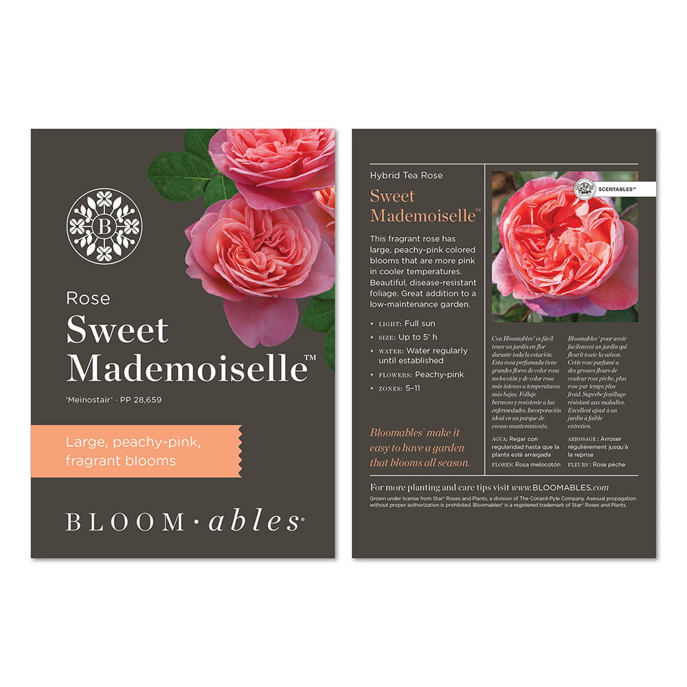 2g Bloomables Rose Sweet Mademoiselle