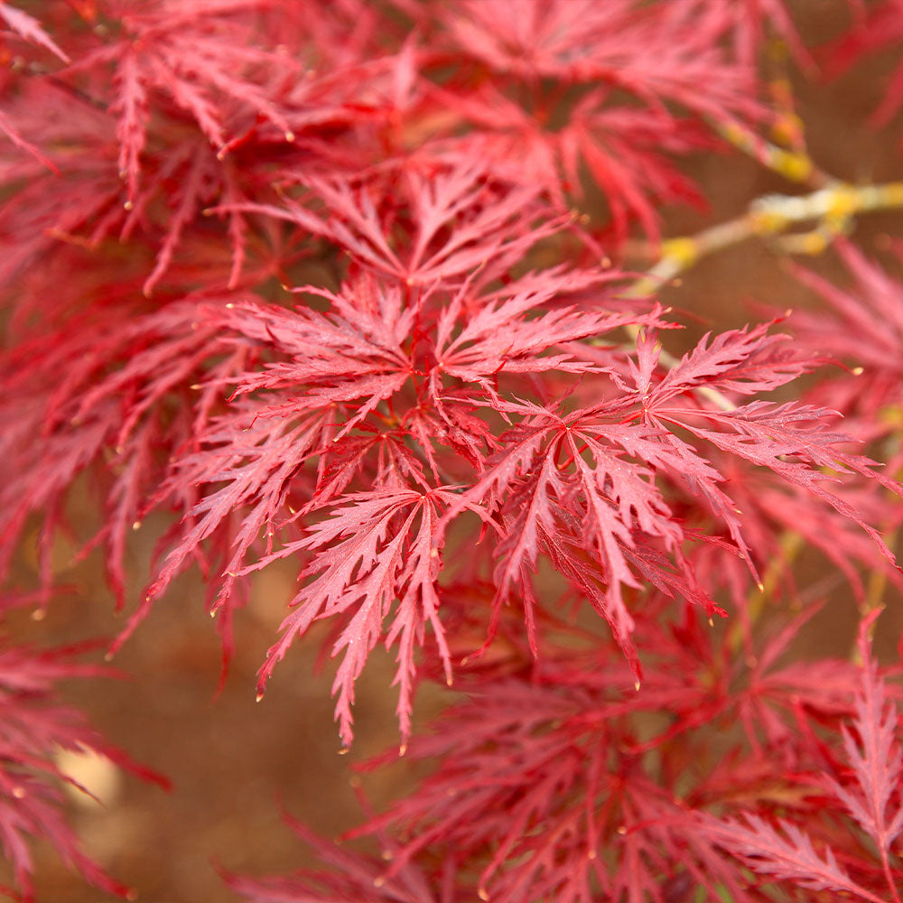 Red Dragon Japanese Maple Tree