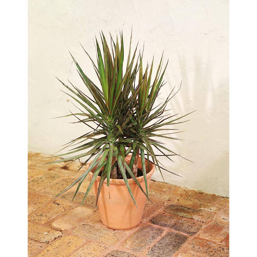 Costa Farms Marginata Indoor Plant in 10 in. White Cylinder Pot and Stand Avg. Shipping Height 2-3 ft. Tall CO.MA10.3.CYL