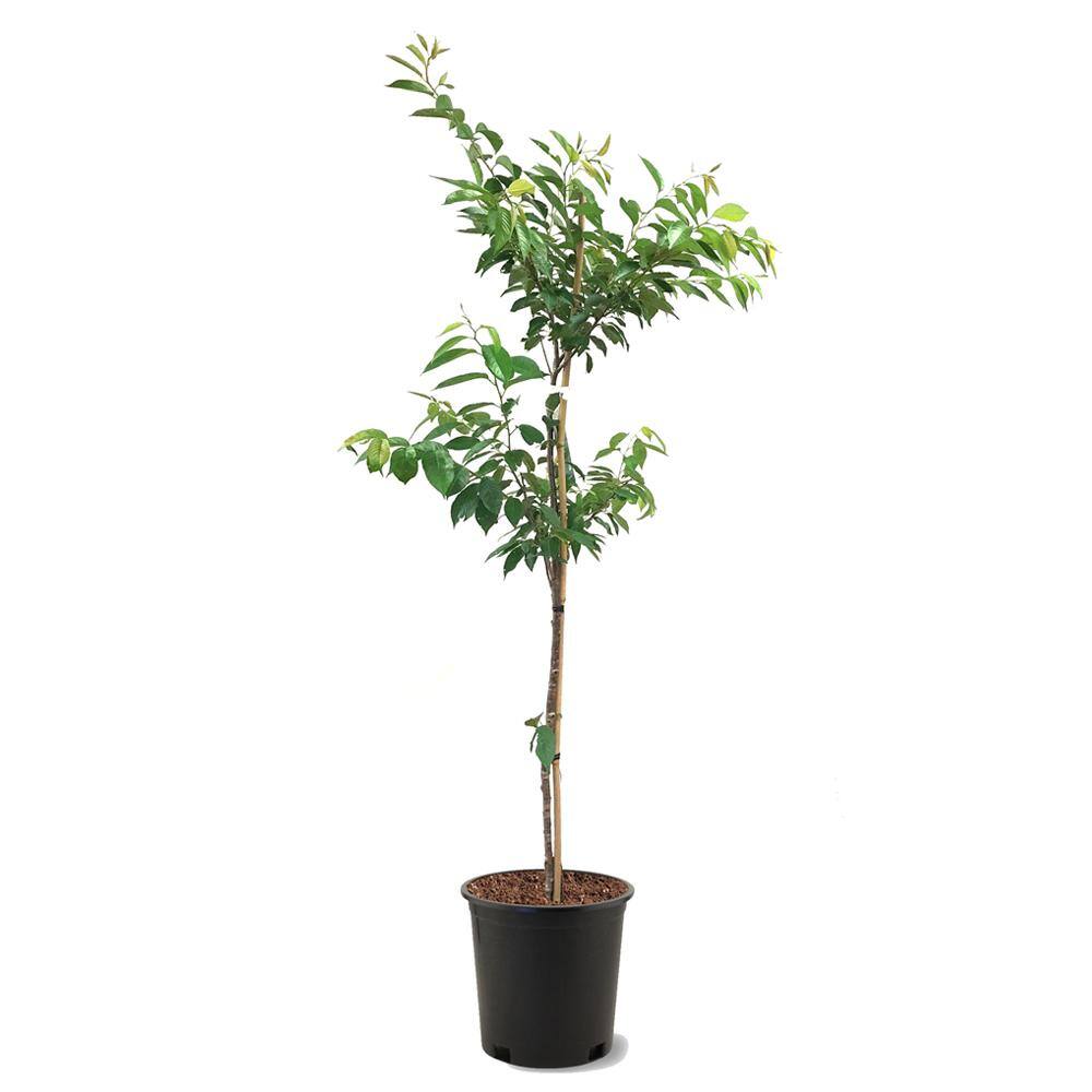 5 Gal. Weeping Yoshino White Flowering Deciduous Ornamental Cherry Tree CHFYWE05G