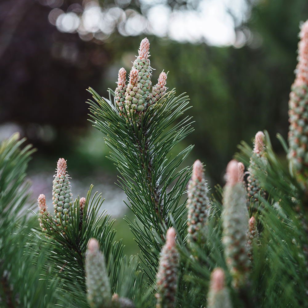 Dwarf Mugo Pine