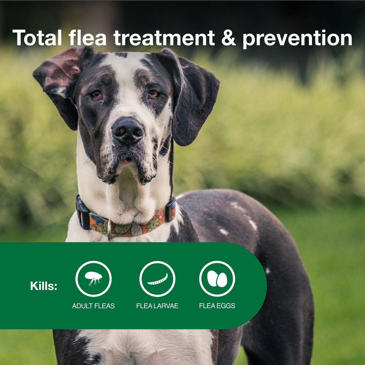 Advantage II Flea Spot Treatment for Dogs， over 55 lbs