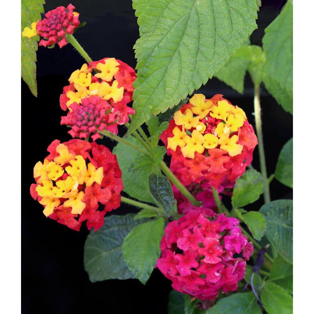 ALTMAN PLANTS 1.7 Pint LANTANA Assorted Colors 4-Pack 0881420