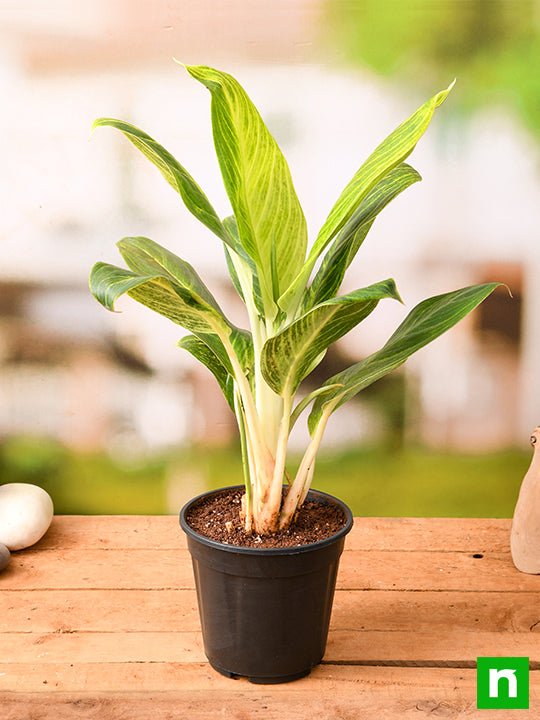 Aglaonema Brilliant - Plant