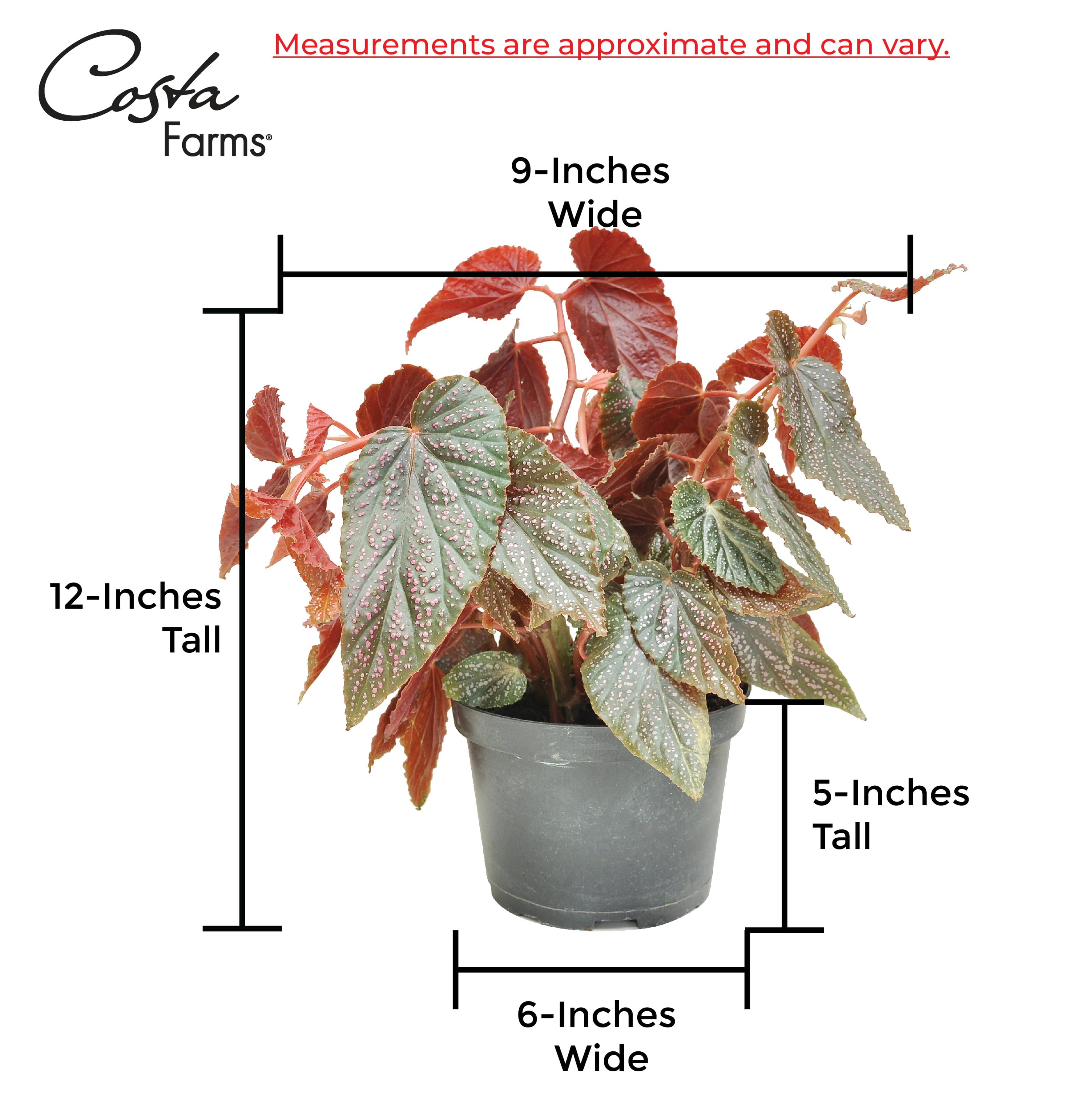 Trending Tropicals Live Indoor 12in. Tall Multi-color Begonia; Bright， Indirect Sunlight Plant in 6in. Mid-Century Modern Planter