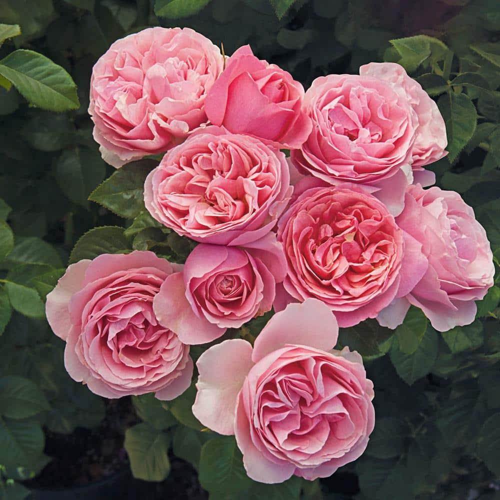 Spring Hill Nurseries All Dressed Up Grandiflora Rose Dormant Bare Root Plant with Pink Flowers (1-Pack) 85952