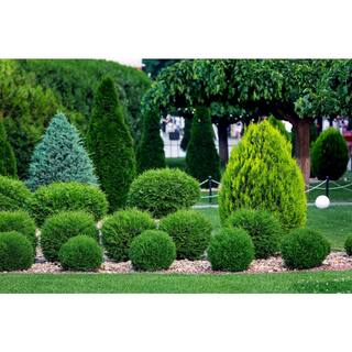 BELL NURSERY 3 Gal. Lyonsville Arborvitae (Thuja occidentalis) Live Evergreen Shrub THUJA3LIN1PK