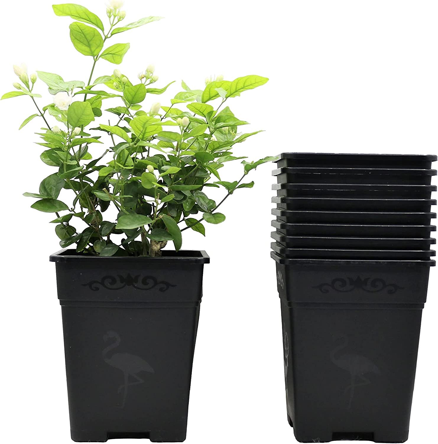 Cotta Planters 1 Gallon Square Nursery Pots 50-Pack 5.5 inch Wholesale Black Plastic Planters Greenhouse accessories