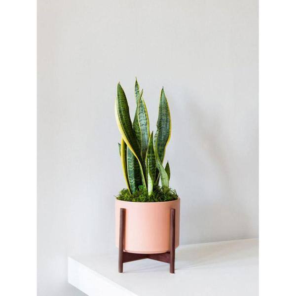 BELL NURSERY 2 Gal. Snake Plant (Sansevieria) Live Tropical Indoor House Plant in 10 in. Nursery Pot SANSE10VAR1PK